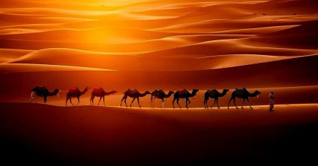 Караван верблюдов в пустыне