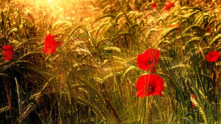 Поле пшеница с маками