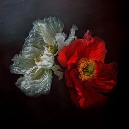 Кристин эллджер (christine ellger)