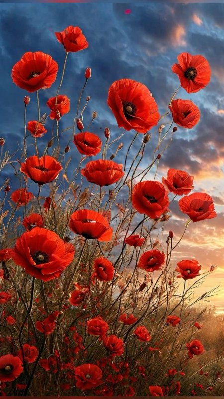 Маки красные