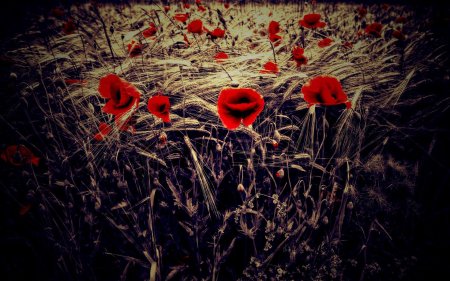 Поле красных маков