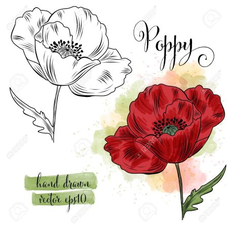 Мак цветок рисунок