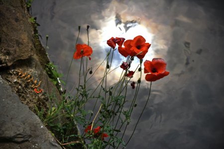 Красные маки