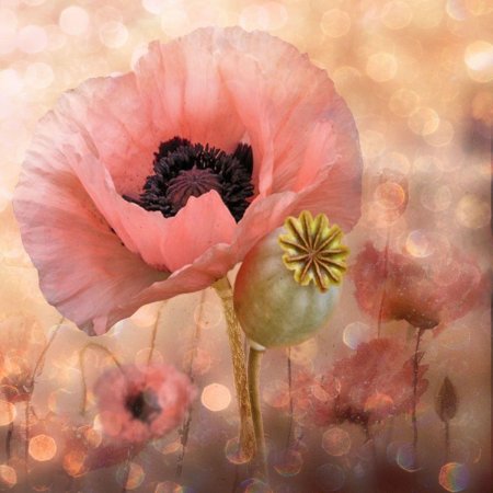 Кристин эллджер (christine ellger) цветы