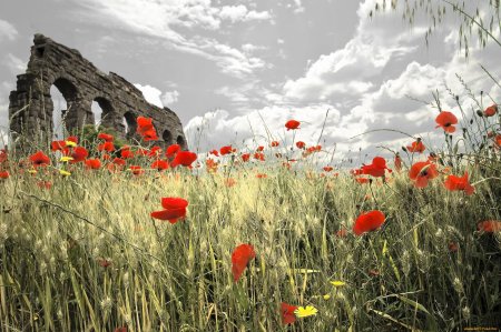 Федюнинские холмы маки