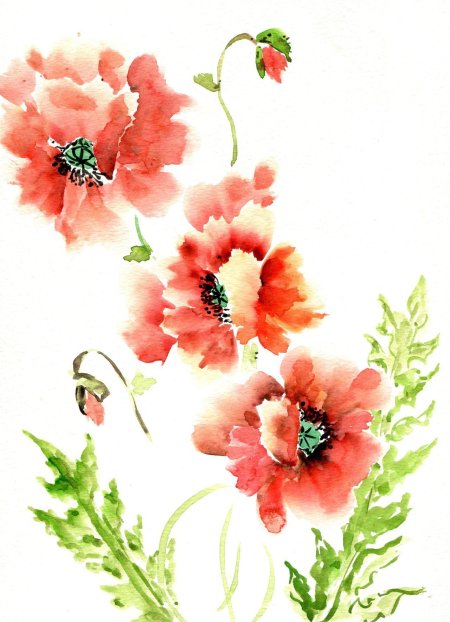 Мак акварель