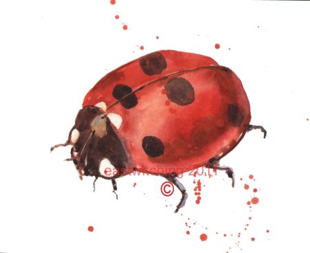 Жук божья коровка