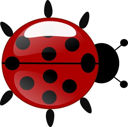Ladybug божья коровка
