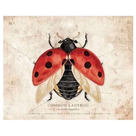 Божья коровка жук