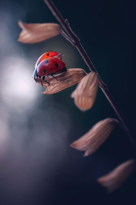 Ladybug insect