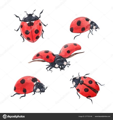 Ladybird божья коровка