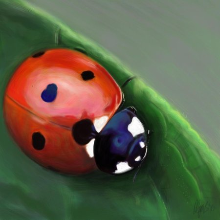 Жесткокрылые божья коровка