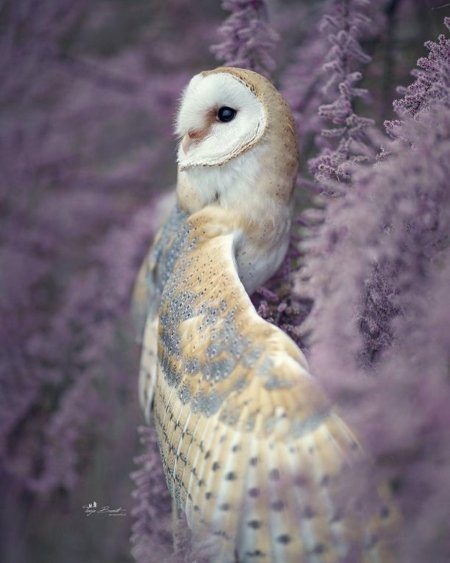 Сипуха птенец