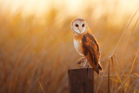 Обыкновенная сипуха птенец