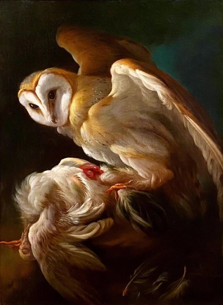 Сипуха птица