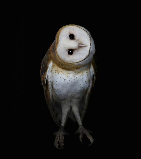 Сова сипуха птенец