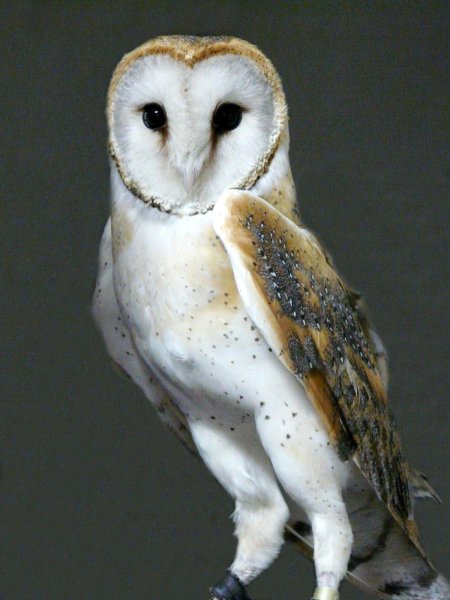 Сипуха обыкновенная