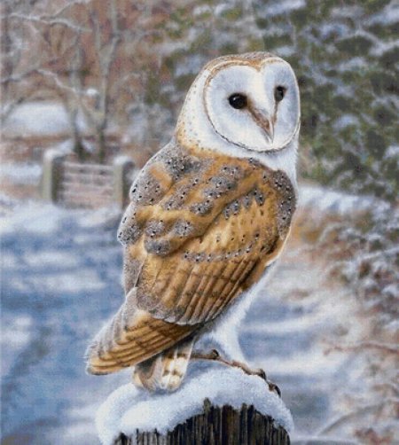 Сипуха птица