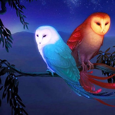 Полярная сова и сипуха