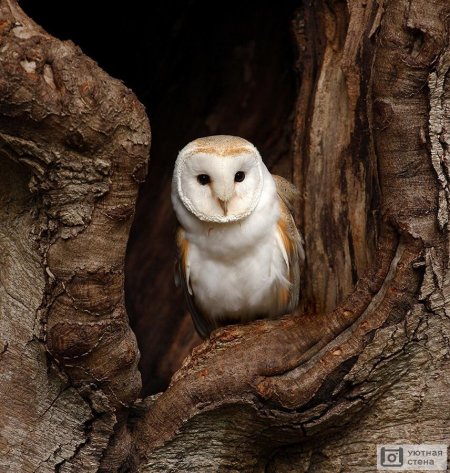 Сипуха обыкновенная