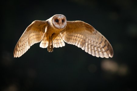 Сова сипуха в полете