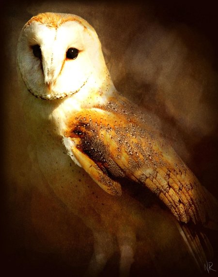 Сипуха тито альба