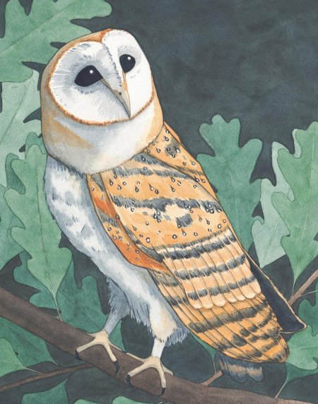 Виталий бианки сова