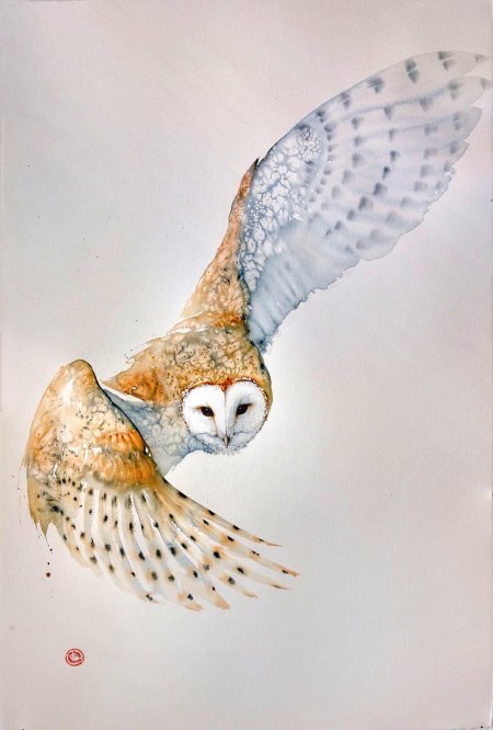 Полярная сипуха