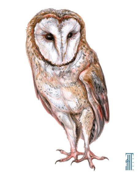 Сипуха стилизация