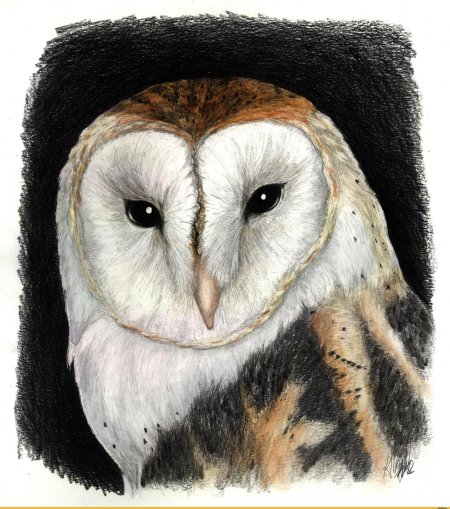 Сипуха атомик харт