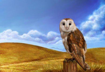 Белая сипуха