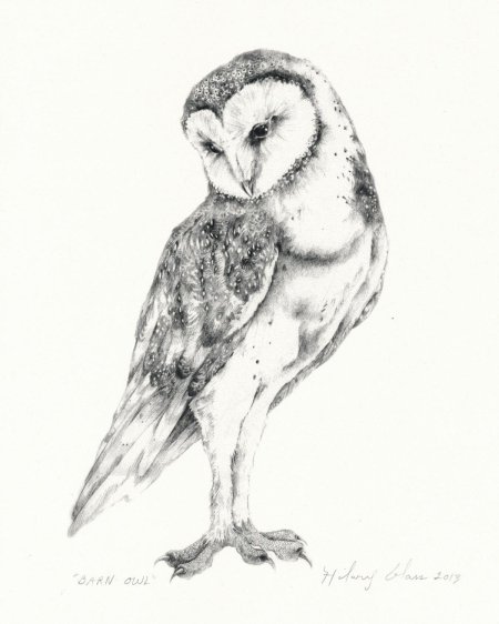 Сипуха рисунок