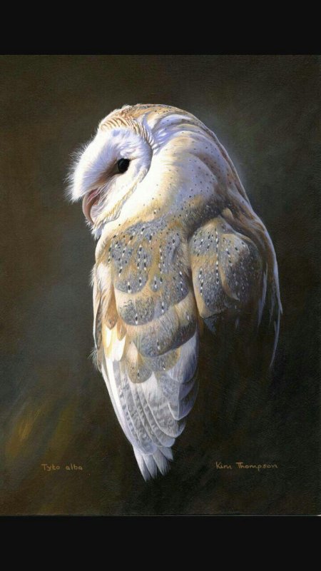 Сипуха птица