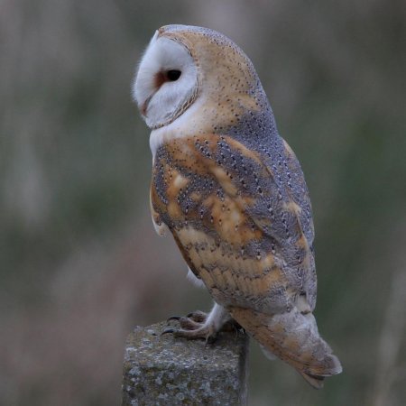 Обыкновенная сипуха птица