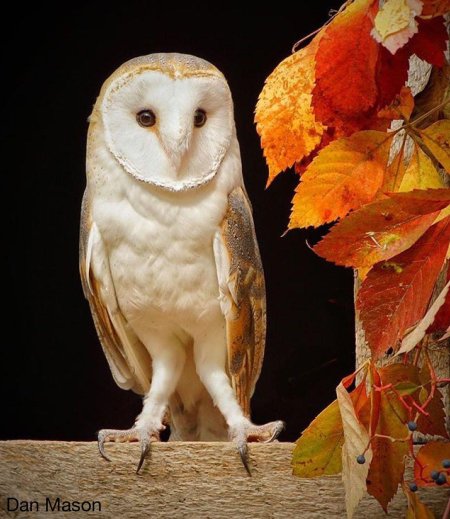 Полярная сова и сипуха