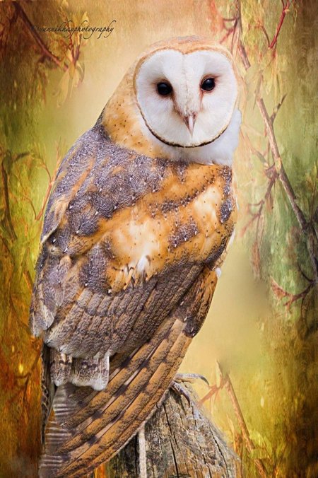 Сова сипуха обыкновенная