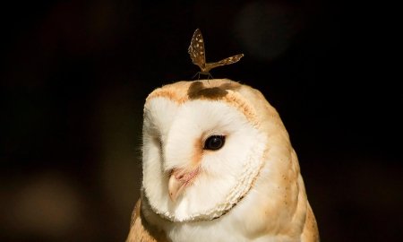 Сова сипуха белая