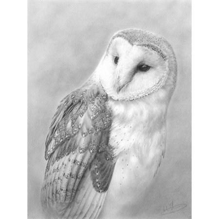 Дюрер сипуха