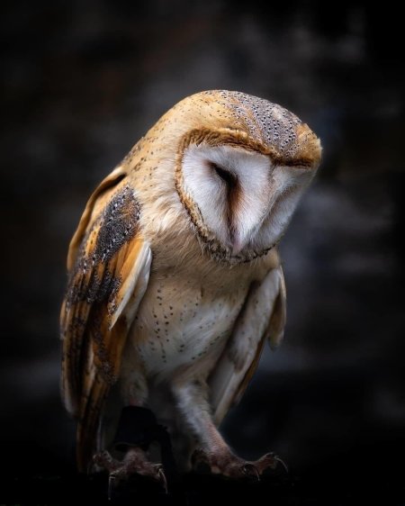 Сипуха обыкновенная