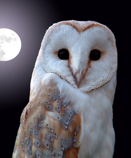 Полярная сова и сипуха