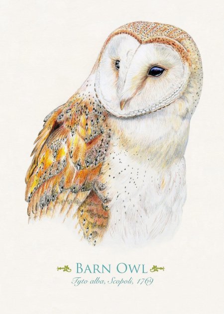 Обыкновенная сипуха