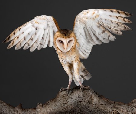 Сова сипуха (тито)