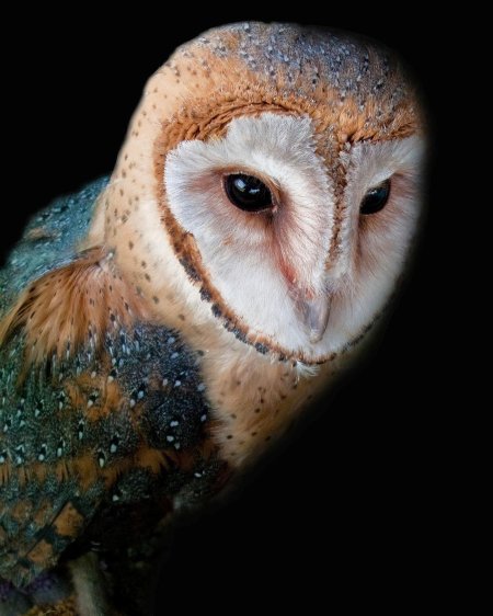 Полярная сипуха