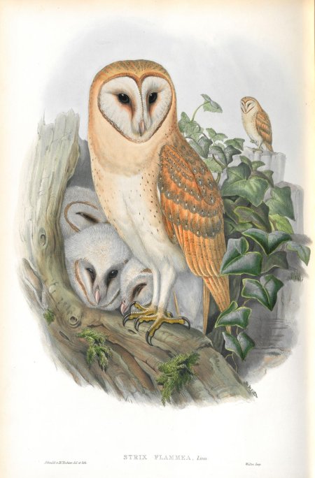 Масковая сипуха