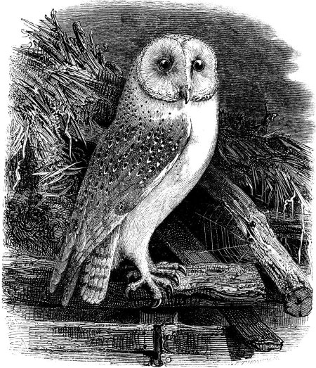 Barn owl tyto alba