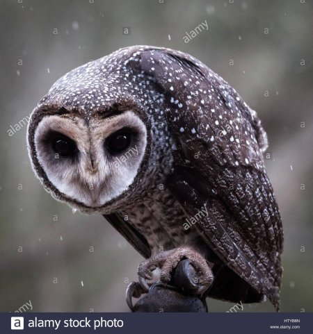 Сова сипуха черная