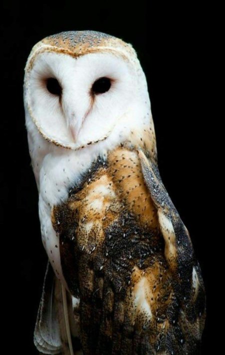 Сипуха белая