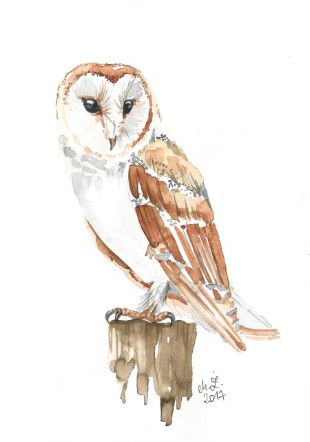 Сова сипуха рисунок