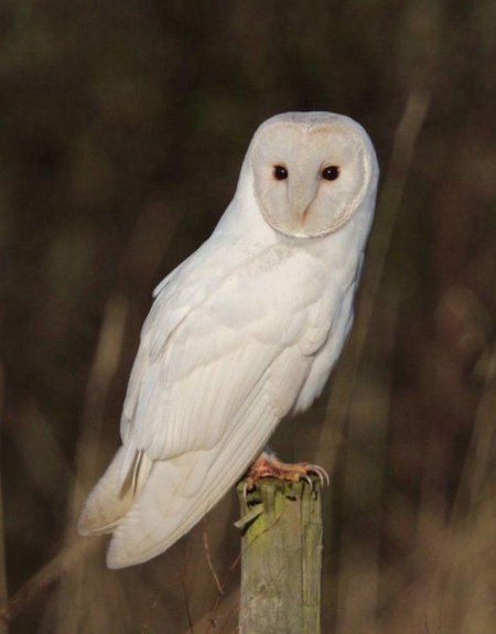 Сова сипуха альбинос