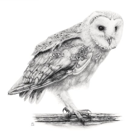 Белая сова рисунок